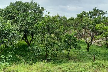 Jual Tanah Kebun di Daerah Bulukerto Kota Batu
