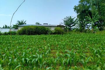 Jual Tanah Kebun Produktif di Giripurno Bumiaji Batu Jawa Timur - Luas Tanah 4800 m2 SHM