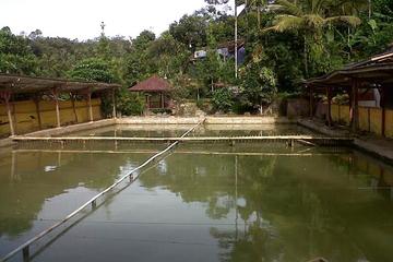 Jual Kolam Pemancingan, Rumah dan Sawah di Desa Nangewer, Darangdan, Purwakarta - Luas T anah 2884 m2