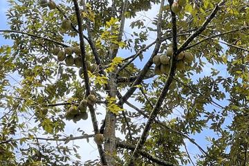 Jual Cepat Tanah Kebun Durian di Mojogedang Karanganyar - Luas Tanah 1902m2 SHM Pekarangan