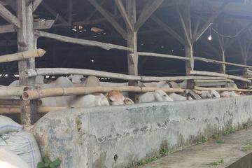 Jual Tanah Peternakan Sapi di Kawasan Linggasari, Darangdan, Purwakarta - Luas Tanah 14,6 Hektar SHM
