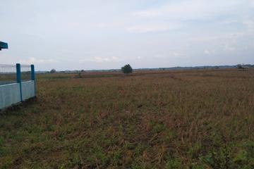 Jual Tanah Pinggir Jalan Pelasah Koneng, Gantar, Indramayu - Cocok untuk Kandang dan Pertanian