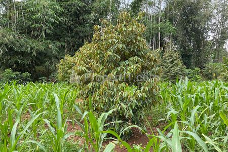 Jual Kebun Durian Datar Luas 1264m2 di Kerjo Karanganyar Jawa Tengah