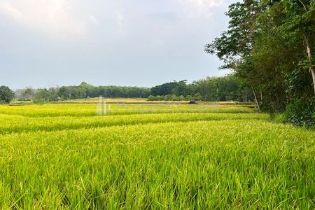 Dijual Sawah di Timur Terminal Batujamus Kerjo Karanganyar - Luas Tanah 2.149 m2