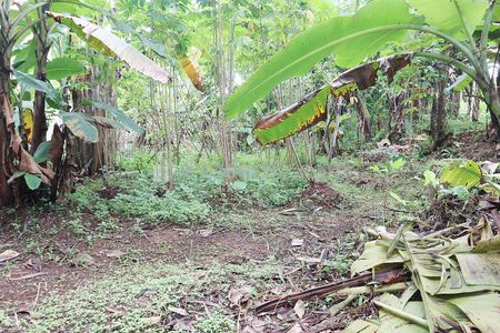 Tanah Dijual di Pancoran Mas Depok Dekat D'Kandang Amazing Farm, RS Permata Depok, Gerbang Tol Sawangan, Depok Town Center, Transmart Depok