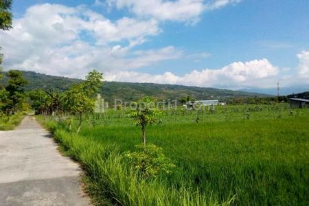 Dijual Tanah Luas 8 Are di Temukus Buleleng Bali - Hanya 1 Menit dari Pantai