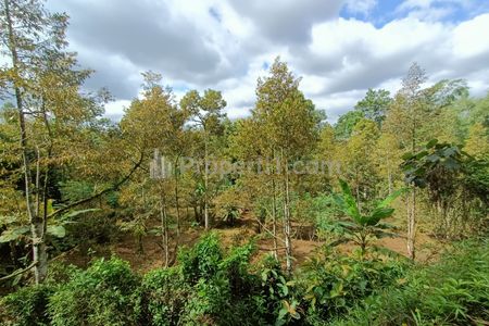 Dijual Kebun Durian Siap Panen 3038 m2 Karangpandan, Karanganyar, Solo, Jawa Tengah