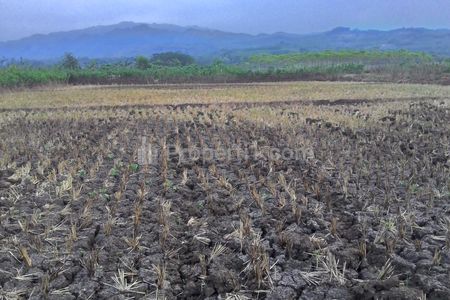 Tanah sawah