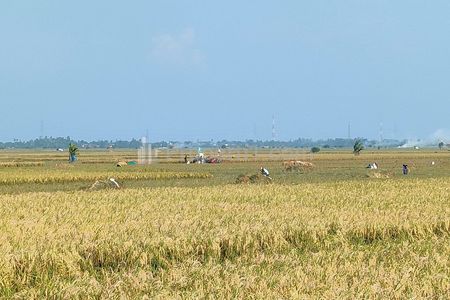 Dijual Tanah Sawah Yang Super Produktif 5,5 Hektar di Jayakerta Karawang Dekat RS Hastien Rengasdengklok, SMAN 1 Rengasdengklok, Pasar Rengasdengklok