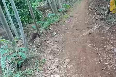 Jual Segera Tanah Kebun di Purwakarta