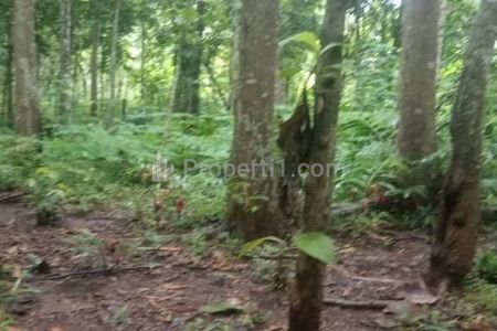 Dijual Kebun Isi Pohon Durian dan Sengon di Pecangaan, Jepara, Jawa Tengah