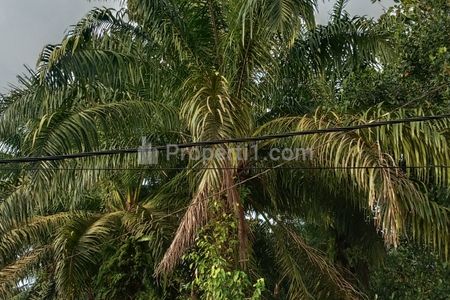 Jual Kebun Sawit Pas untuk yang Mau Membangun Pembangunan di Penajam Paser Utara