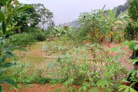 Tanah di pinggir jalan Nasional