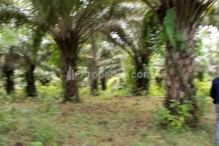 Jual Tanah Perkebunan Kelapa Sawit Murah Nego 500 Hektar di Desa Pasirpanjang, Ciracap, Kabupaten Sukabumi