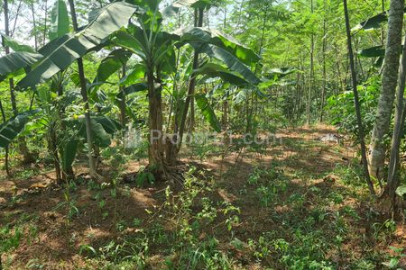 Tanah Dijual Sangat Luas Lokasi Strategis di Kajen, Pekalongan, Jawa Tengah