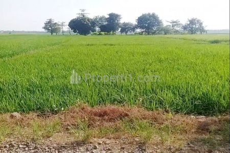 Jual Tanah Sawah 10.367 m2 di Kawasan Industri Cibogo Subang Dekat Tol Cipali, Gapura Perbatasan Subang-Indramayu, Politeknik Negeri Subang