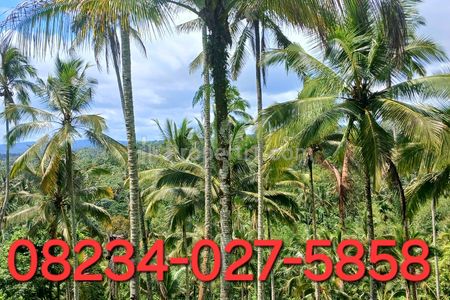 Dijual Tanah 5500 m2 di Kemetug Gunung Salak Selemadeg Timur Tabanan Bali