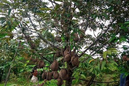 Dijual Kebun Durian Bawor Sedang Berbuah Lebat Saat Ini di Pekalongan