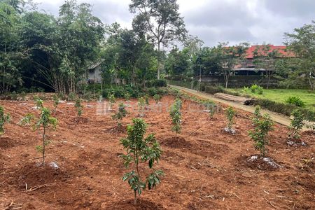 Dijual Tanah Kebun Alpukat 250 Juta di Tamansari Kerjo, Karanganyar, Jawa Tengah