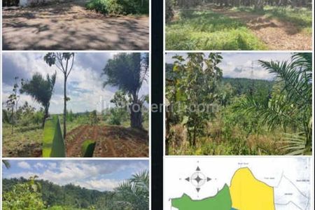 Jual Tanah Perkebunan Sangat Luas di Pangkalan, Sukabumi