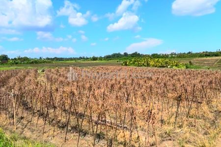 Disewakan Tanah View Sawah di Tibu Biu Dekat Pantai Pasut Tabanan Bali
