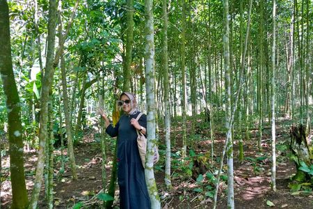 Dijual Tanah Kebun di Desa Linggamulya, Leuwisari, Kabupaten Tasikmalaya