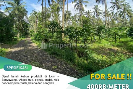 Dijual Tanah Kebun Produktif di Tamansari, Licin - Banyuwangi
