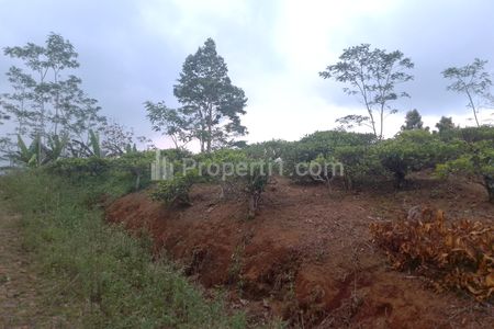 Jual Tanah Kebun Produktif Pinggir Jalan di Taraju Kabupaten Tasikmalaya 