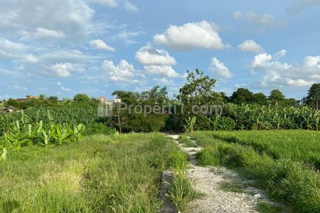Disewakan Tanah di Banjar Semer Kerobokan Dekat ke Umalas, Tegal Cupek, Canggu, Badung, Bali