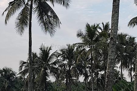 Jual Murah Nego Tanah SHM Luas 250 Hektar, Cocok Perkebunan, Sudah Ada Pohon Sawit, di Tegalbuleud, Sukabumi, Jawa Barat
