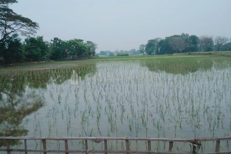 Jual Tanah Berupa Sawah Aktif di Cabangbungin, Kabupaten Bekasi 