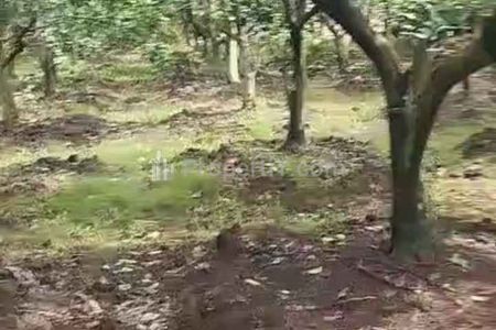 Jual Tanah Kebun Jeruk Produktif di Desa Petung Sewu Dau Malang