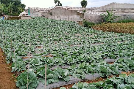 Jual Tanah 2 Hektar Harga Murah View Kota Bandung Untuk Perumahan Resort Agro Wisata Agro Bisnis di Padaasih Kabupaten Bandung Barat