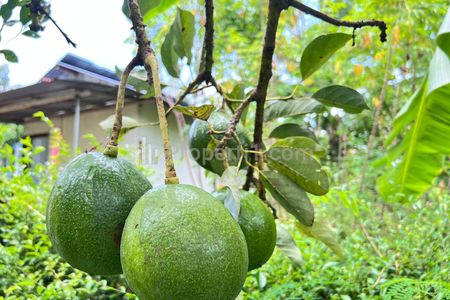 Dijual Tanah Kebun Alpukat Siap Panen 800m² di Kerjo Karanganyar