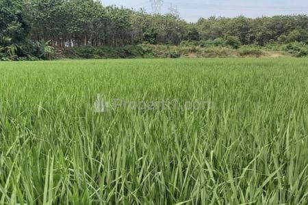 Jual Tanah Persawahan di Jalan Sigerudug Kota Serang