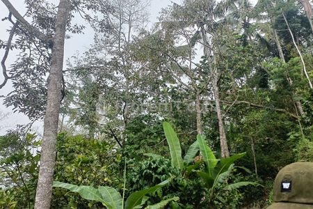 DIJUAL CEPAT KEBUN KOPI + BONUS DURIAN PRODUKTIF