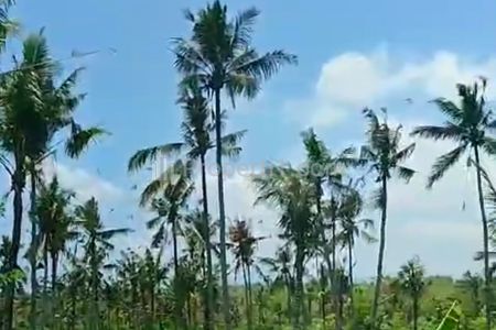 Jual Tanah Kebun Luas 7.7 Hektar / 770 Are / 77000 m2 Jembrana - Negara Bali