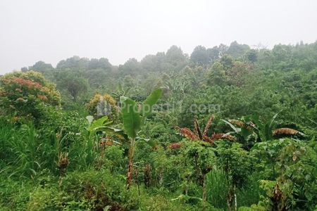 Dijual Cepat Tanah Perkebunan 30.000 m2 di Buleleng Bali Dekat Tempat Wisata