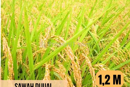 Dijual Sawah Luas 5.500 m2 di Tegalandong, Lebaksiu, Tegal, Jawa Tengah
