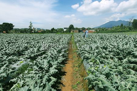Jual Tanah 1,6 Hektar SHM untuk Resort Agro Bisnis Agro Wisata Kebun Produktif Lokasi Super Strategis di Kawasan Lembang Bandung