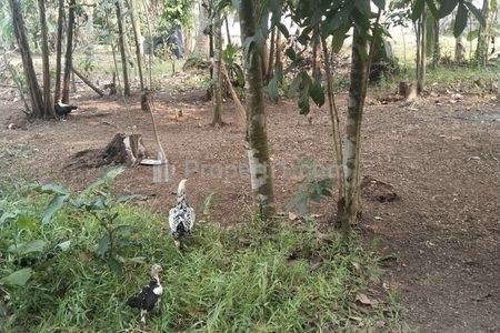 Dijual Tanah Murah di Tenjo Dekat Stasiun Tenjo, Bogor