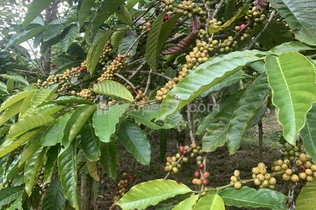 Jual Tanah Kebun Full Kopi Luas 9.828 Hektar di Tinggarsari Buleleng Singaraja Bali