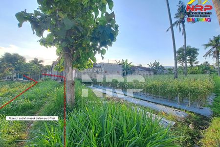 DIJUAL TANAH KEBUN PRODUKTIF DI KETAPANG BANYUWANGI DEKAT JALAN LINGKAR KAWASAN INDUSTRI