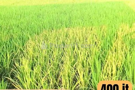 Tanah Dijual LT 1.702m2 dengan Akses Mobil di Dukuhwaru, Tegal, Jawa Tengah