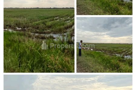 Dijual Sawah 6 Hektar di Gedung Aji, Tulang Bawang, Lampung