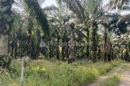 Dijual Kebun Sawit Luas 76 Hektar di Tulang Bawang Barat, Lampung