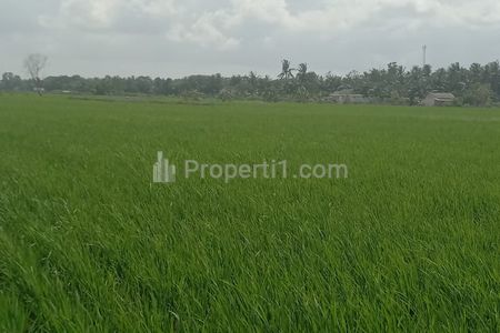 Jual Sawah Cepat Lokasi Mendasari, Tulang Bawang, Lampung