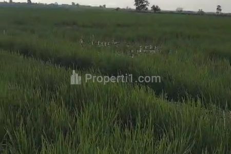 Dijual Sawah 4 Hektar Ngumpul di Daerah Gedung Aji Baru, Tulag Bawang, Lampung