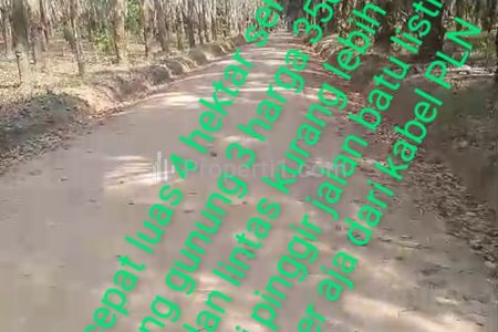 Dijual Kebun Sawit Luas 4 Hektar di Sidang Gunung 3, Lampung Utara