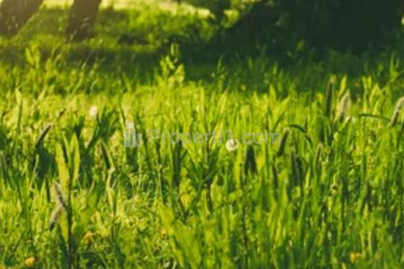 Dijual Tanah Bukit Golf Citraland Surabaya, Harga Termurah Lokasi Strategis